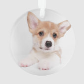Animaux de bébés cutest | Sweet Baby Corgi (dos)