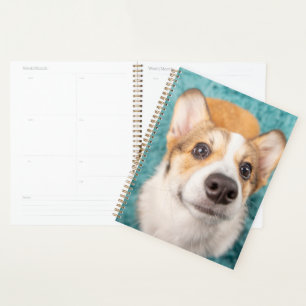 Animaux de bébés cutest Sweet Corgi Puppy Face