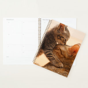 Animaux de bébés cutest Tabby Kitten Kiss