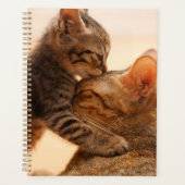 Animaux de bébés cutest | Tabby Kitten Kiss (Devant)