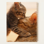 Animaux de bébés cutest | Tabby Kitten Kiss (Dos)