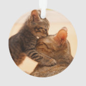 Animaux de bébés cutest | Tabby Kitten Kiss (dos)