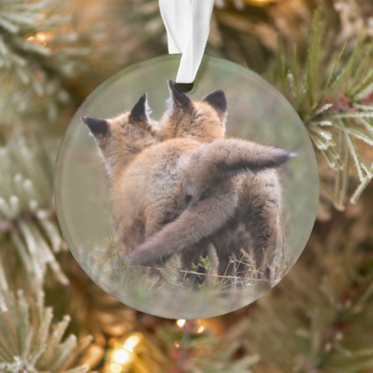 Animaux de bébés cutest | Tails de verrouillage de (Arbre)