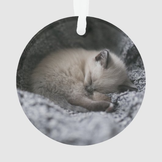 Animaux de bébés cutest | Tiny Kitten Dormir (dos)