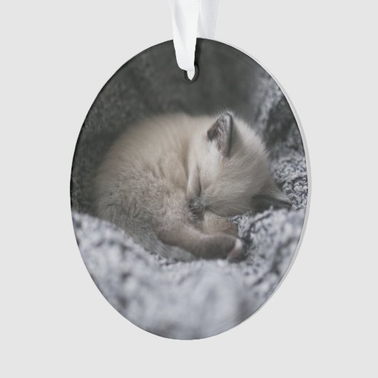 Animaux de bébés cutest | Tiny Kitten Dormir (devant)