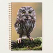 Animaux de bébés cutest | Un hibou-bébé (Devant)