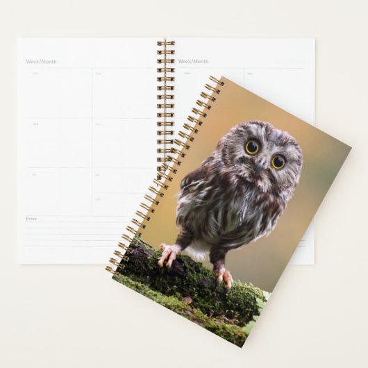 Animaux de bébés cutest | Un hibou-bébé (Devant avec enveloppe)