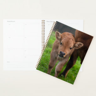 Animaux de bébés cutest Vache et veau