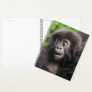 Animaux de bébés cutest Young Mountain Gorilla