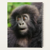 Animaux de bébés cutest | Young Mountain Gorilla (Dos)