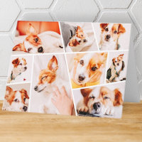 Animaux de compagnie Moderne Simple Personnalisé 9