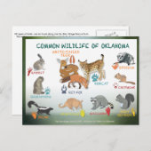 animaux de l'Oklahoma carte postale 19 (Devant / Derrière)