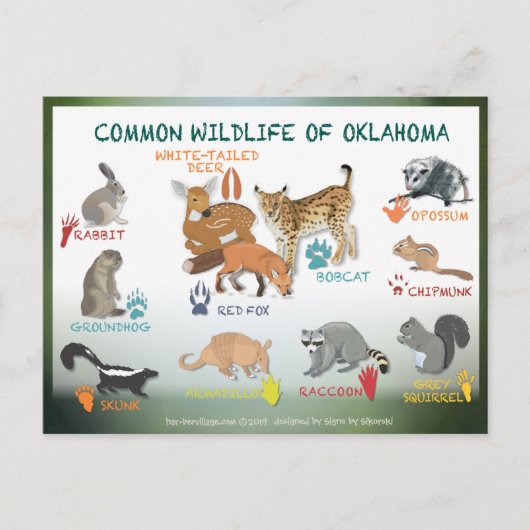 animaux de l'Oklahoma carte postale 19 (Devant)