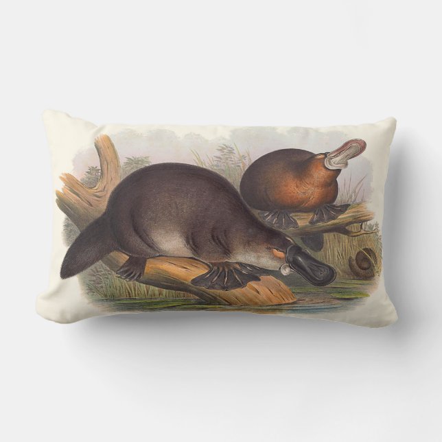 Animaux des coussins de l'Australie (Recto)
