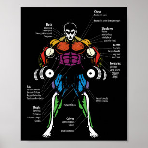 Anime anatomie spierdiagram poster