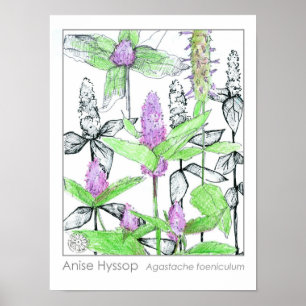 Anise Hyssop Purple Flowers Medicinale Kruid Poster