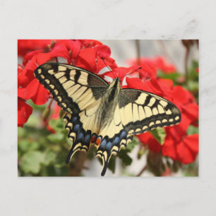 Anise Swallowtail Briefkaart