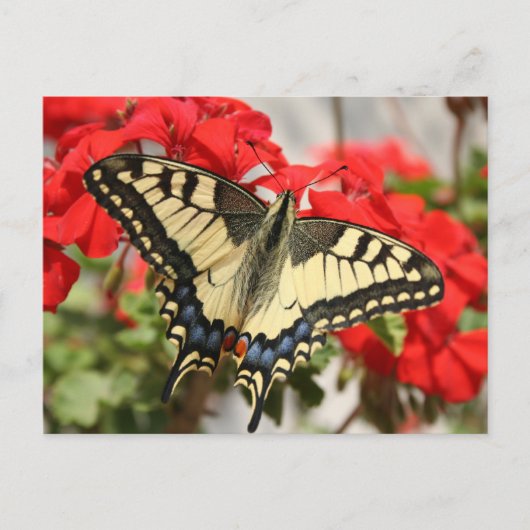 Anise Swallowtail Briefkaart (Voorkant)