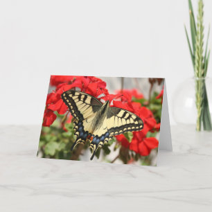 Anise Swallowtail Kaart