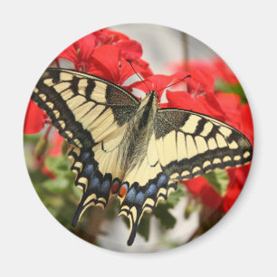 Anise Swallowtail Magnet Magneet