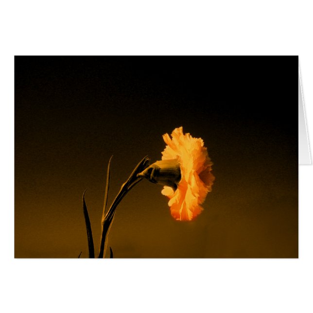 anjer 2 (Voorkant Horizontaal)