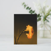anjer 2 briefkaart (Staand voorkant)
