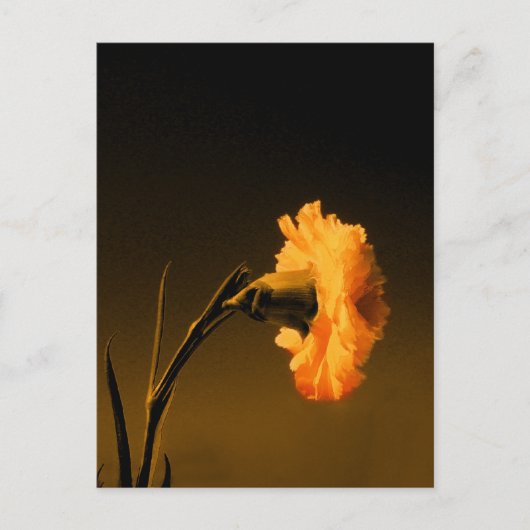 anjer 2 briefkaart (Voorkant)