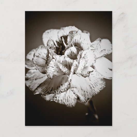 anjer briefkaart (Voorkant)