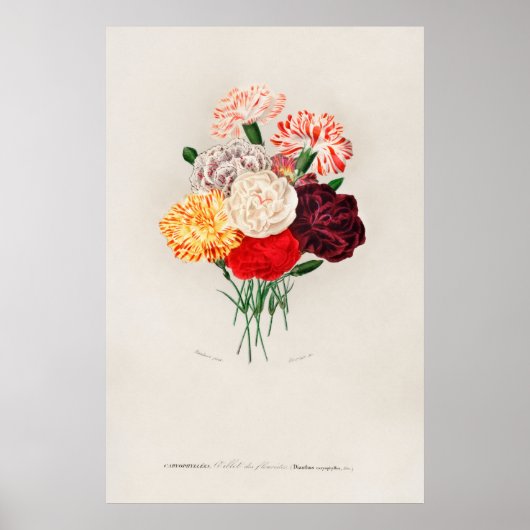 Anjer (Dianthus caryophyllus) Poster (Voorkant)