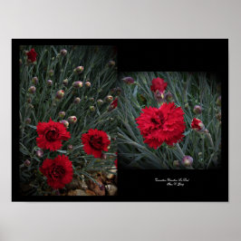 Anjer Dianthus in rode muur kunst door Stan VG Poster