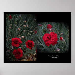 Anjer Dianthus in rode muur kunst door Stan VG Poster