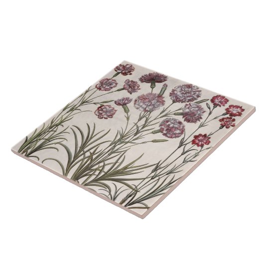 anjers: 1.Caryophyllus flore majore; 2. Caryop Tegeltje (Zijkant)