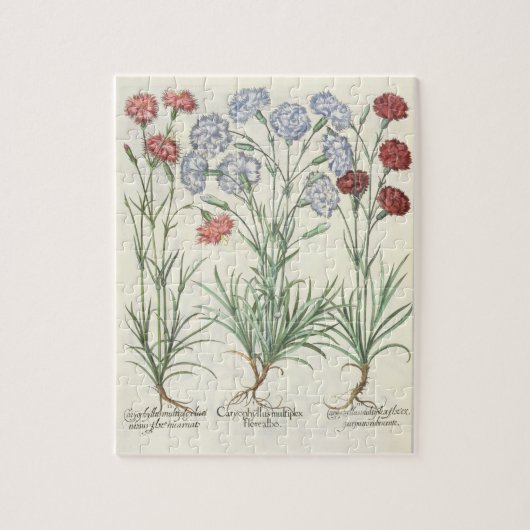 anjers: 1.Caryophyllus multiplex flore albo; 2 Legpuzzel (Verticaal)