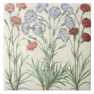 anjers: 1.Caryophyllus multiplex flore albo; 2 Tegeltje