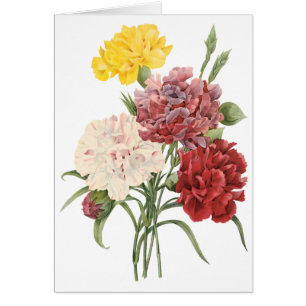  anjers Dianthus Garden Flowers Redoute