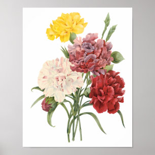 anjers Dianthus Garden Flowers Redoute Poster