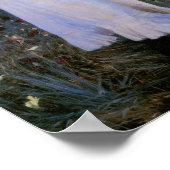 Anjers, Lily, Lily, Roos Poster (Hoek)