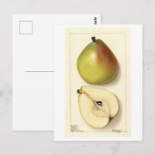 Anju Pear  Illustratie Briefkaart (Voorkant / Achterkant)