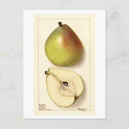 Anju Pear  Illustratie Briefkaart (Voorkant)