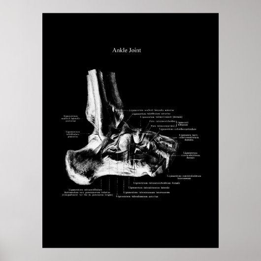 Ankle Anatomie Orthopedic Wall Decor Poster (Voorkant)