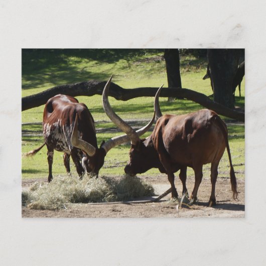 Ankole Cattle #2-2 Briefkaart (Voorkant)