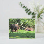 Ankole Cattle Briefkaart (Staand voorkant)