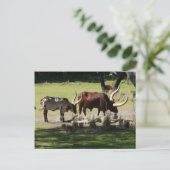 Ankole Cattle Briefkaart (Staand voorkant)