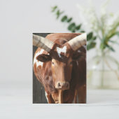 Ankole-Watusi Steer With Huge Horns Briefkaart (Staand voorkant)