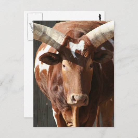 Ankole-Watusi Steer With Huge Horns Briefkaart (Voorkant / Achterkant)