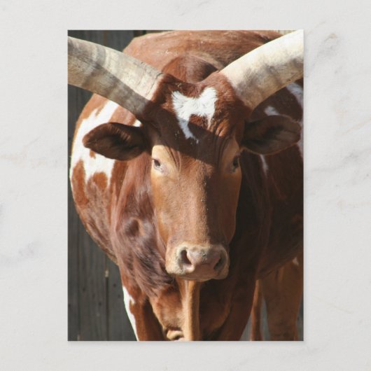 Ankole-Watusi Steer With Huge Horns Briefkaart (Voorkant)