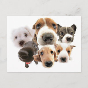 Ann Landers-citaat op honden Briefkaart