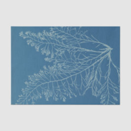 Anna Atkins Botanische Studie Tissuepapier