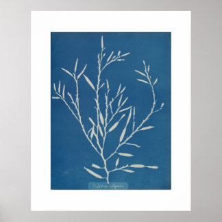Anna Atkins over botanische Vintages Poster