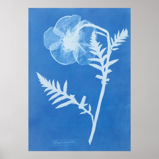 ANNA ATKINS POSTER (Voorkant)